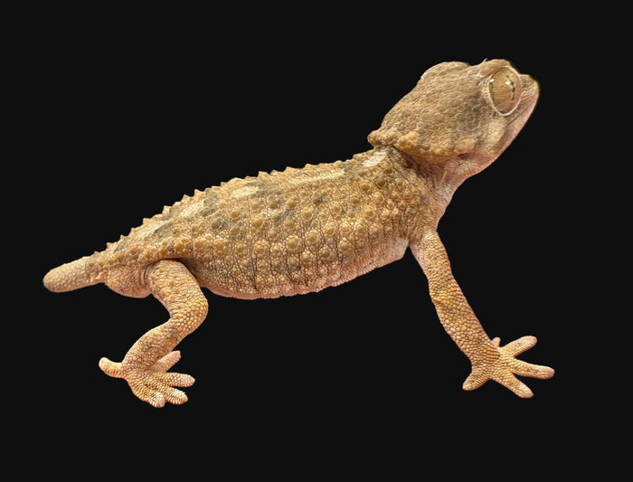 Helmethead Gecko (Tarentola chazaliae)