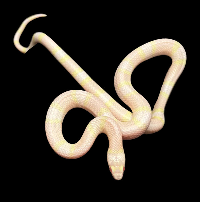 Honduran Milksnake (Snow Het Anery)