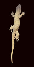 House Gecko (Hemidactylus spp.)
