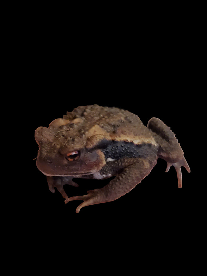 Japanese Common Toad (Bufo japonicus)