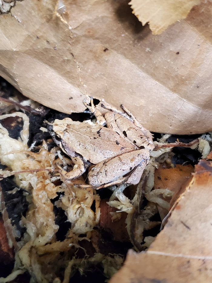 Javan Chorus Frog (Microhyla achatina)