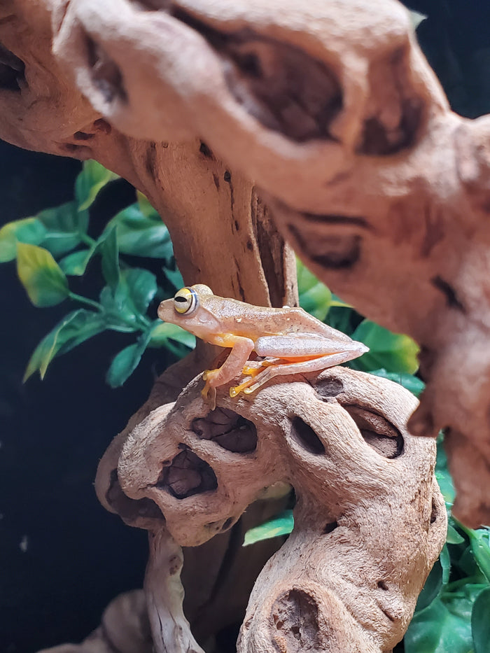 Javan Flying Frog (Rhacophorus margiritifer)
