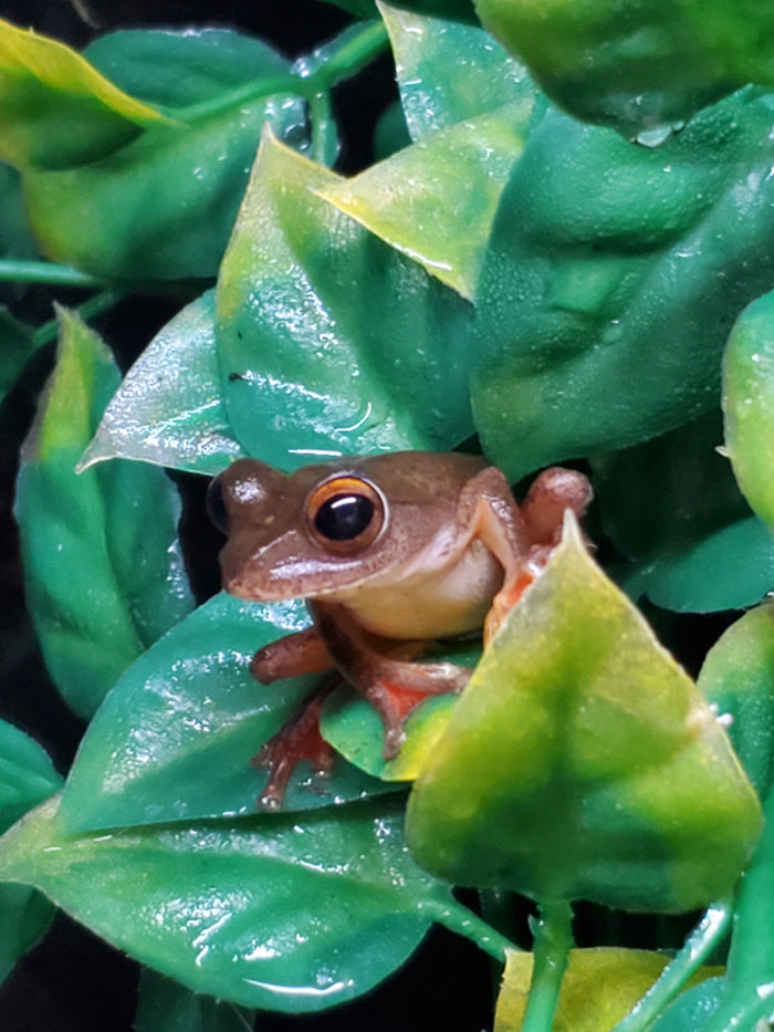 Javan Flying Frog (Rhacophorus margiritifer)