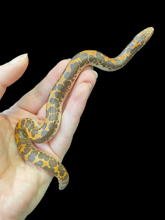 Kenyan Sand Boa (Het Anery)