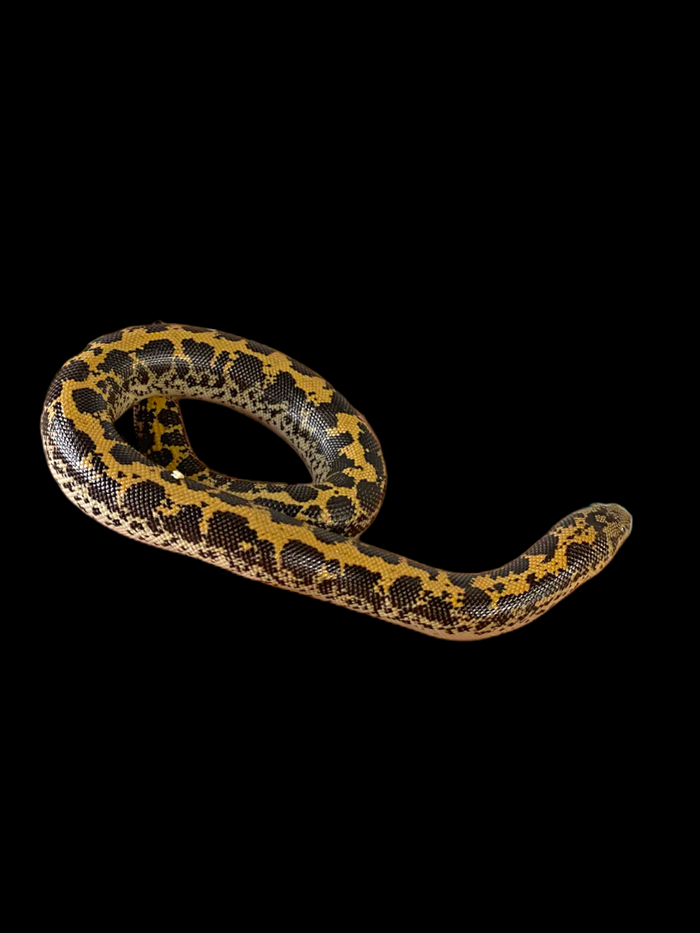 Kenyan Sand Boa (Normal)