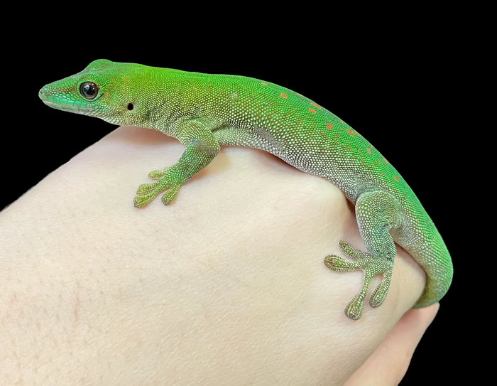 Kochi Day Gecko (Phelsuma m. kochi)