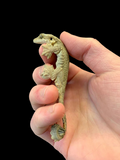 Kuhli's Flying Gecko