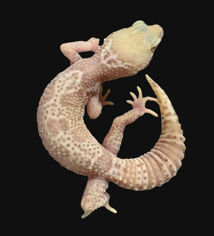 Leopard Gecko (Albino Mack Snow het. Bell Albino)