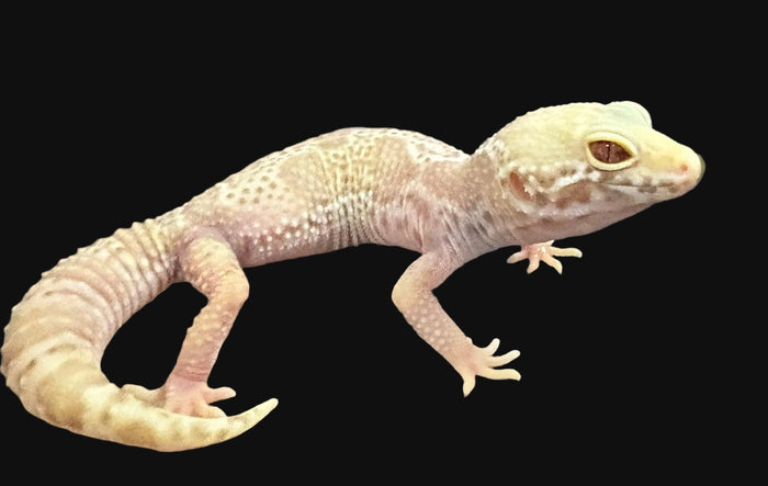 Leopard Gecko (Albino Mack Snow het. Bell Albino)