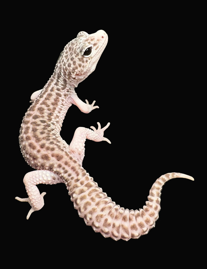 Leopard Gecko (Black Night Total Eclipse)