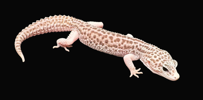 Leopard Gecko (Black Night Total Eclipse)