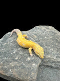 Leopard Gecko (Blood Bell Sunglow)