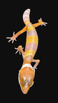 Leopard Gecko (Copper)