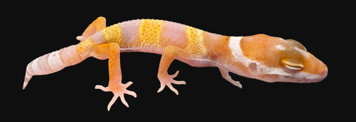 Leopard Gecko (Copper)