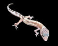Leopard Gecko (Galaxy x Murphy Patternless ph. Bell Albino)