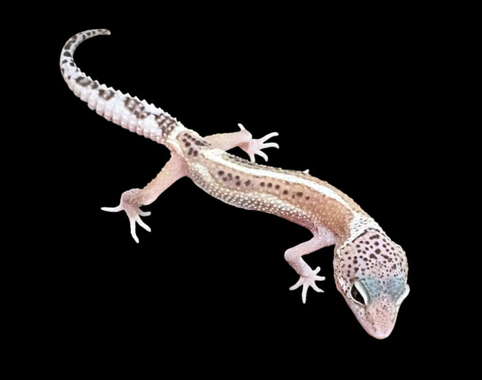 Leopard Gecko (Galaxy x Murphy Patternless ph. Bell Albino)