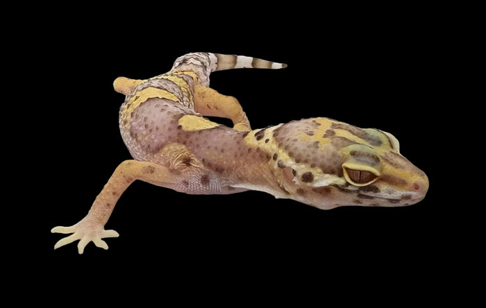 Leopard Gecko (High Contrast Albino)