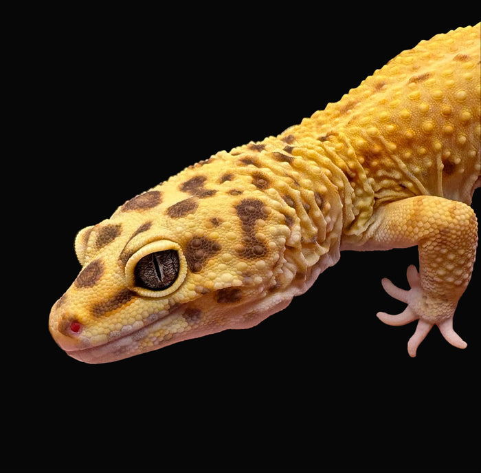 Leopard Gecko (High Yellow)