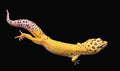 Leopard Gecko (High Yellow)