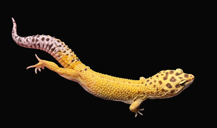 Leopard Gecko (High Yellow)