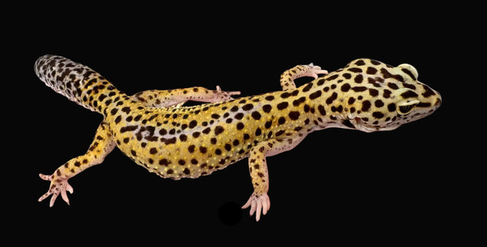 Leopard Gecko (High Yellow)