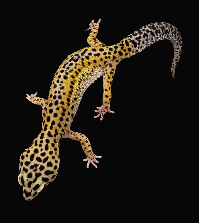 Leopard Gecko (High Yellow)