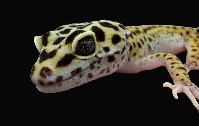 Leopard Gecko (High Yellow)
