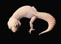 Leopard Gecko (Mack Snow Diablo Blanco)