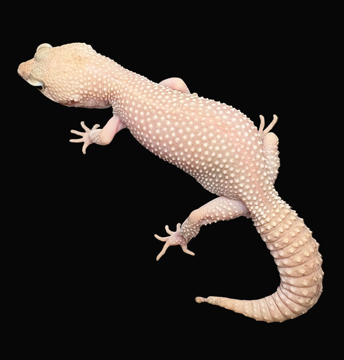 Leopard Gecko (Mack Snow Diablo Blanco)