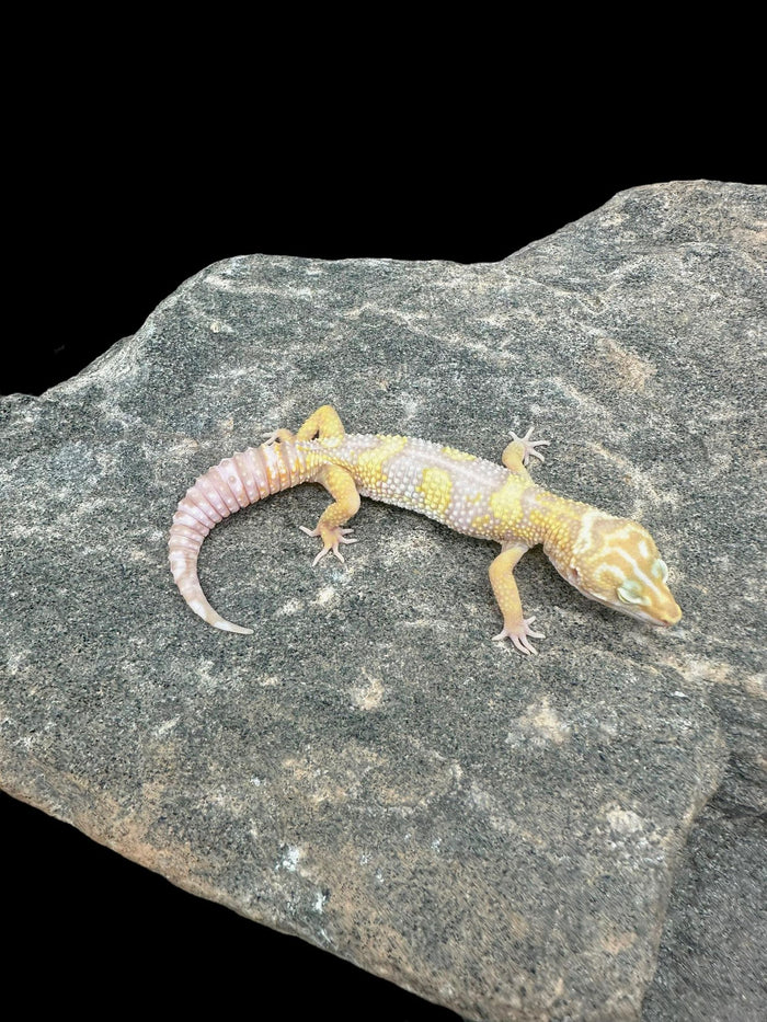 Leopard Gecko (Phantom)