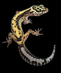 Leopard Gecko (Stripe)