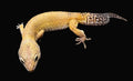 Leopard Gecko (Sunglow)
