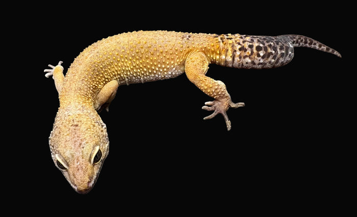 Leopard Gecko (Sunglow)