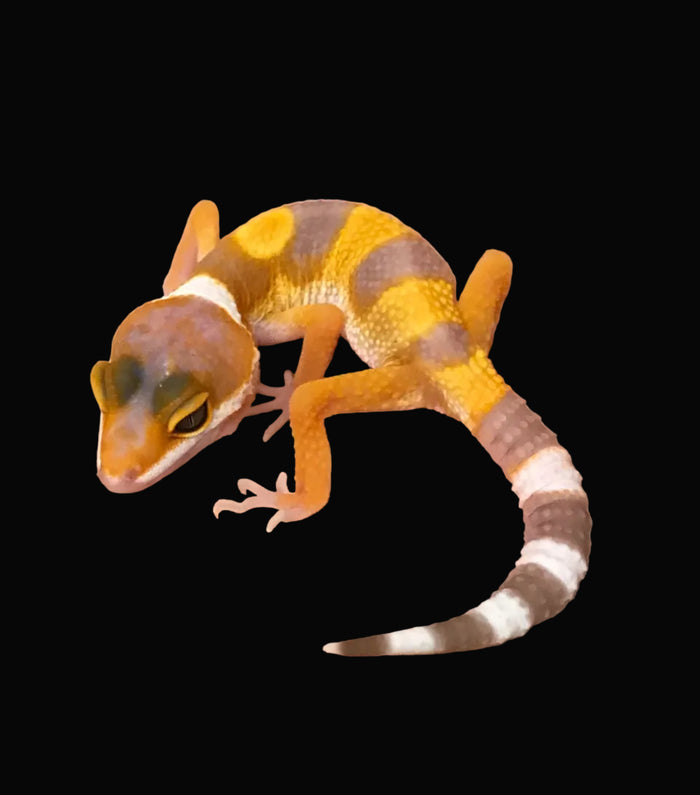 Leopard Gecko (Sunglow)