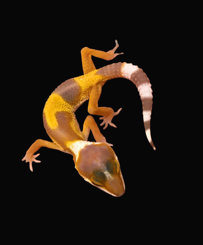 Leopard Gecko (Sunglow)