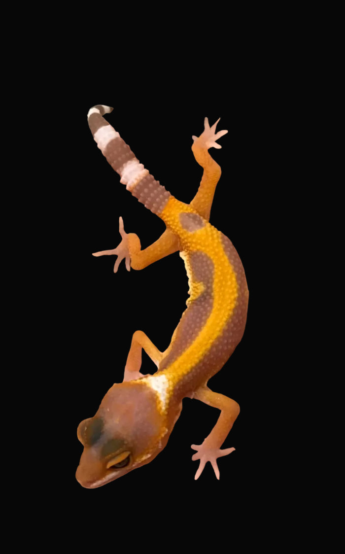 Leopard Gecko (Sunglow)