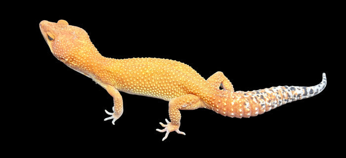 Leopard Gecko (Tangerine Tornado)
