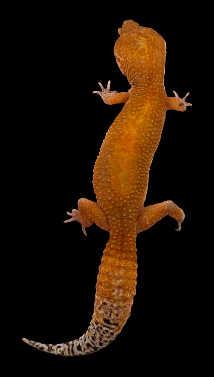 Leopard Gecko (Tangerine Tornado)