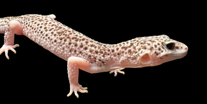 Leopard Gecko (Total Eclipse)