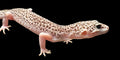 Leopard Gecko (Total Eclipse)