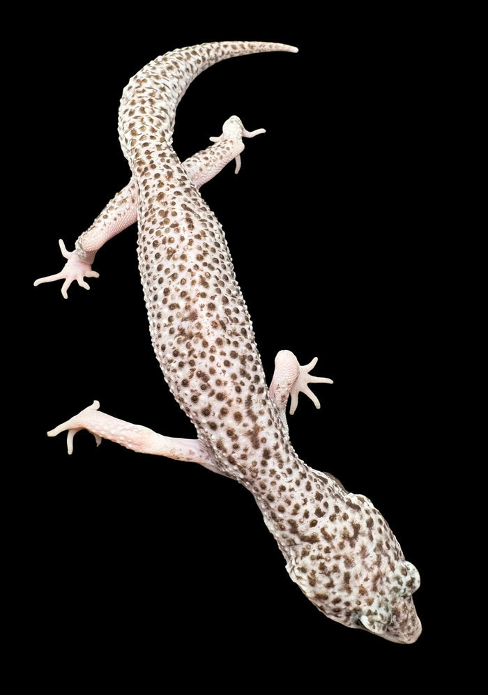 Leopard Gecko (Total Eclipse)