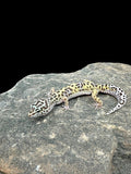Leopard Gecko (TUG Snow)