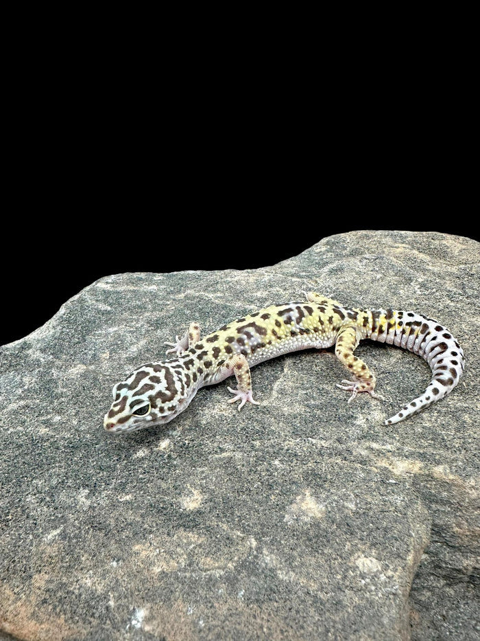 Leopard Gecko (TUG Snow)