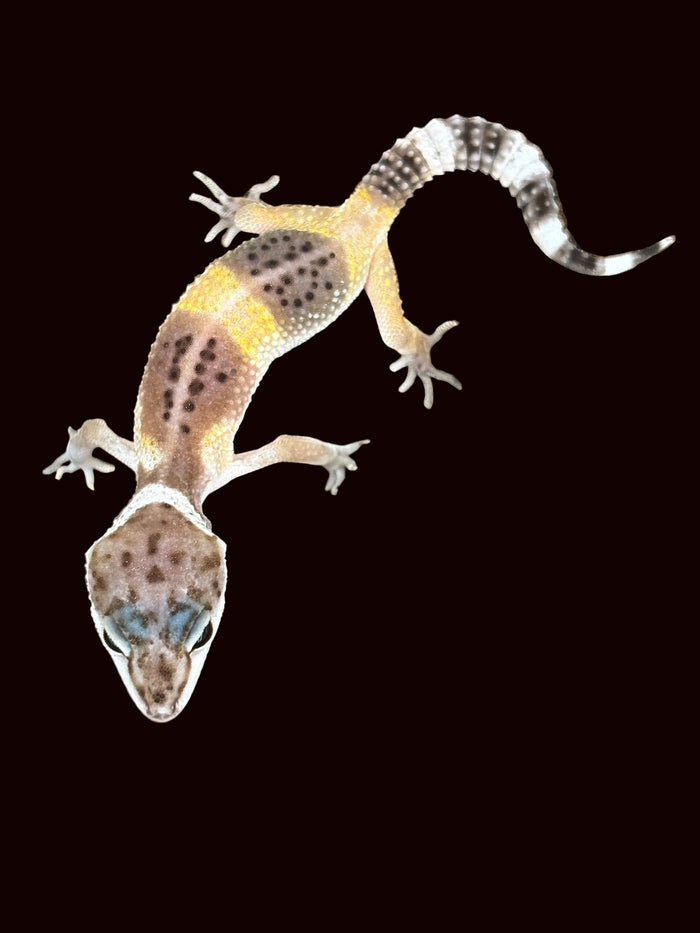 Leopard Gecko (White and Yellow - Low Expression)