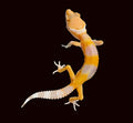 Leopard Gecko (White and Yellow Albino)