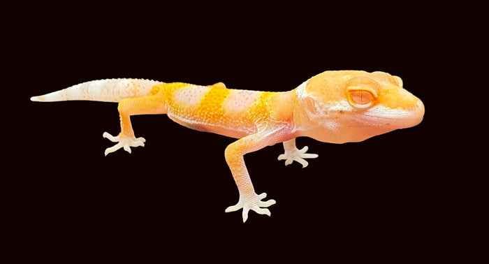 Leopard Gecko (White and Yellow het. Albino)