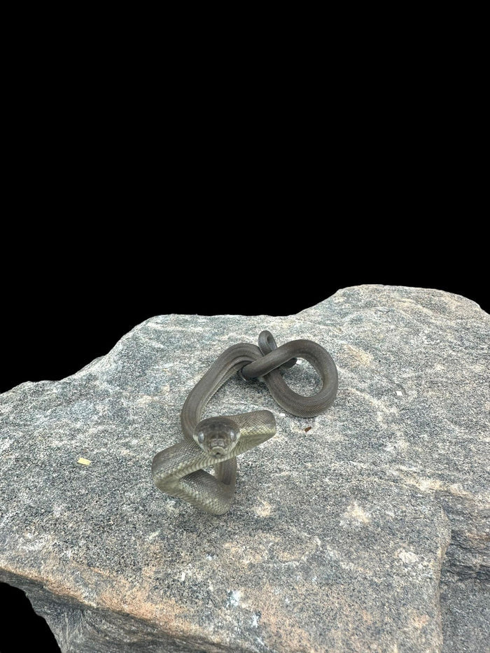 Macklot's Python