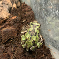 Madagascar Marbled Rain Frog