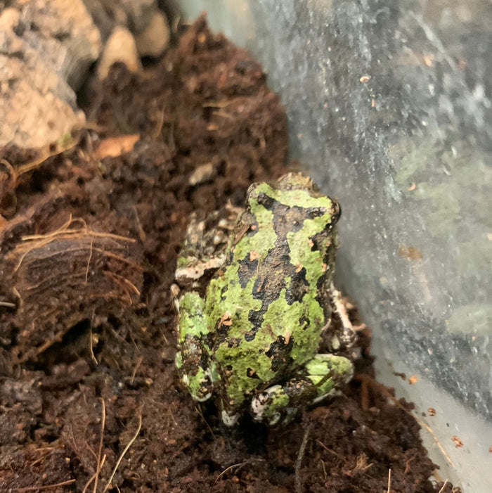 Madagascar Marbled Rain Frog