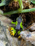 Mantella baroni 'Painted'